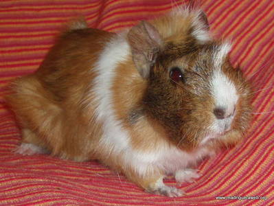 Adopción cobaya Rubí